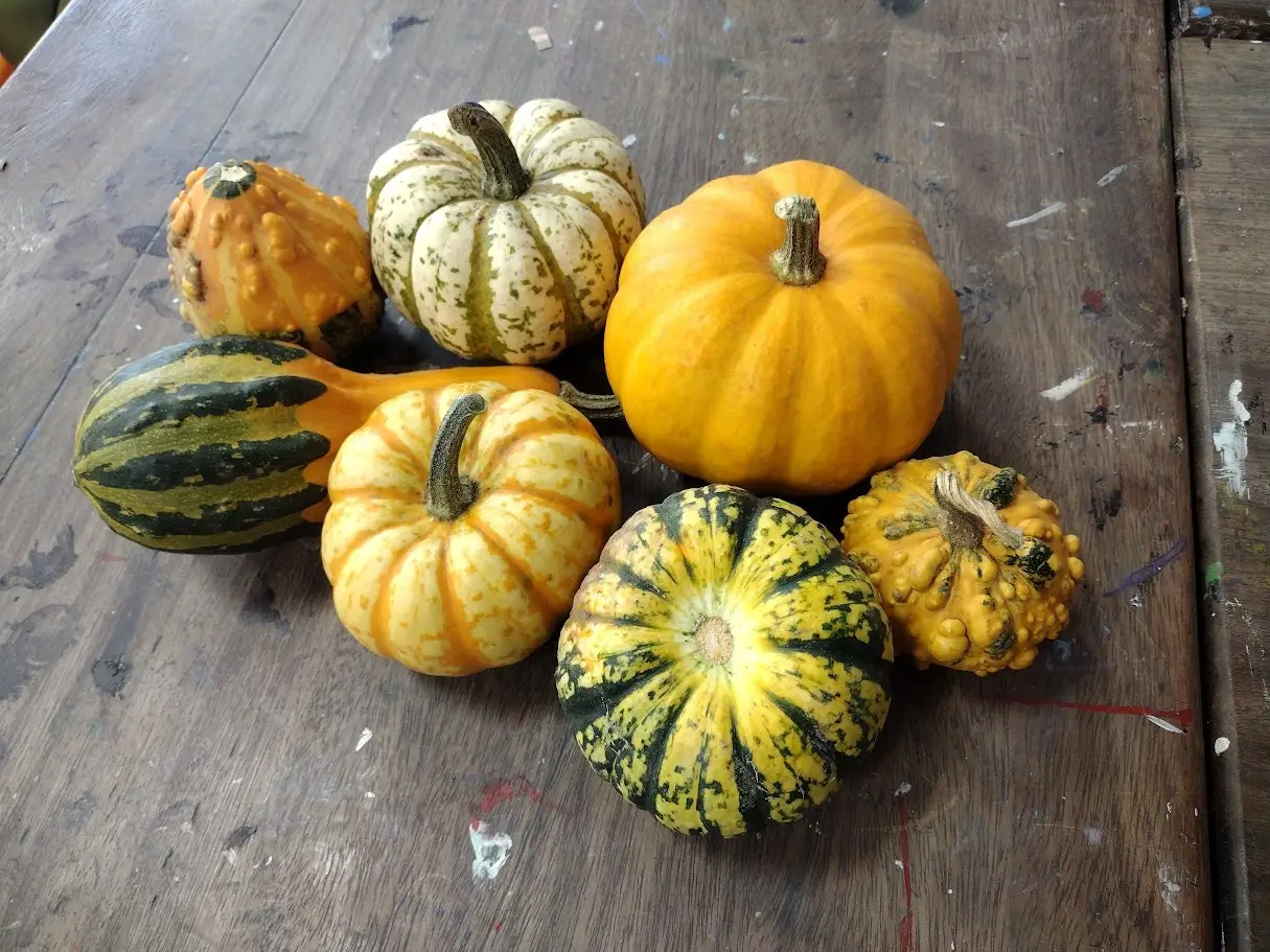 A collection of randomly coloured and shaped pumpkins on a table